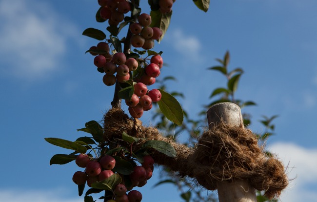 Jimmy Rädler Baumpflege und Schnitt