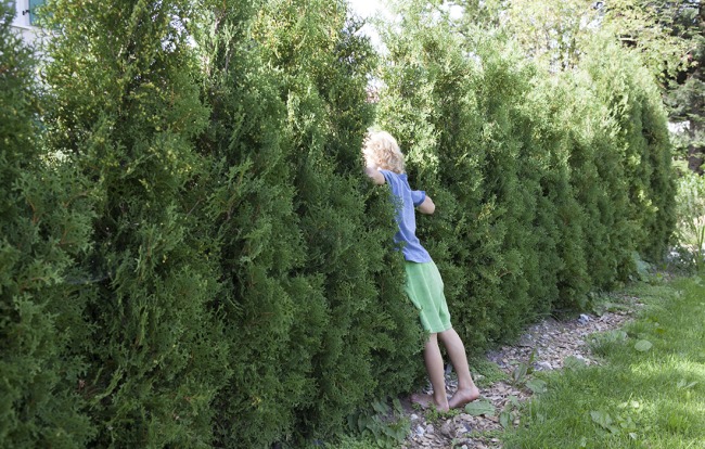 Pflege von Gartenanlagen im Allgäu