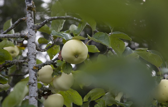 Jimmy Rädler Obstbaumbeschnitt