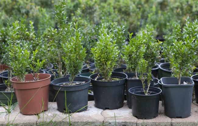Pflege von Gartenanlagen im Allgäu