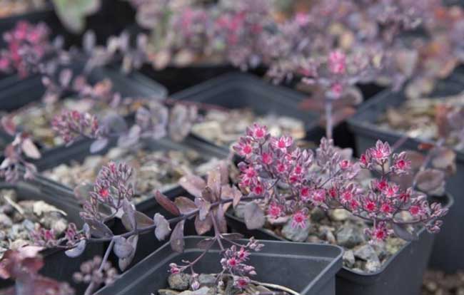 Rasensaat im Allgäu - Jimmy Rädler