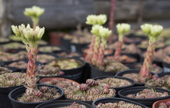 Rasensaat im Allgäu - Jimmy Rädler