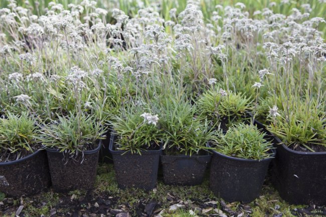 Steinbeetbau im Allgäu