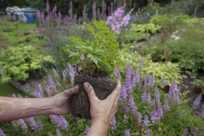 Pflanzung - Garten und Landschaft Rädler