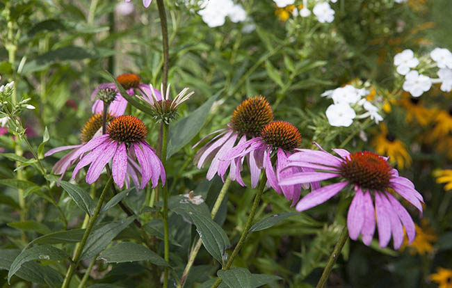 Jimmy Rädler Hochbeetbau und Pflanzung