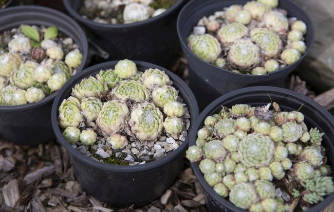 Rasensaat im Allgäu - Jimmy Rädler