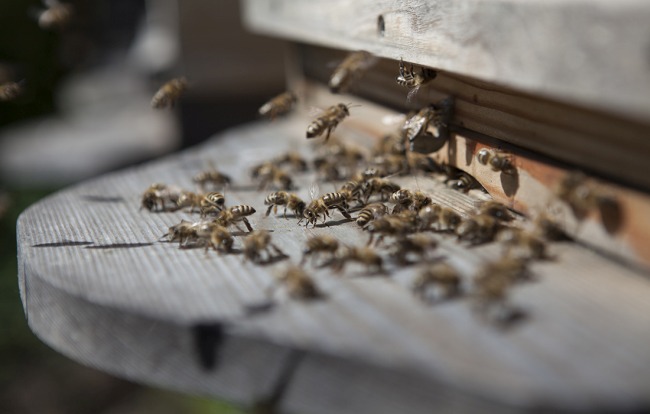 Jimmy Rädler Honigverkauf