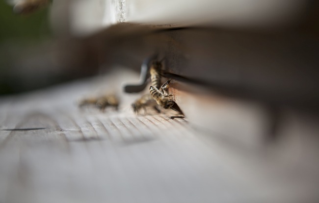 Bio Honig aus dem Allgäu