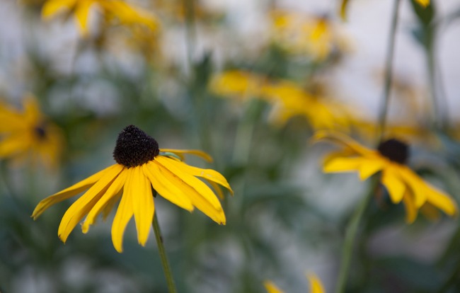 Honig aus Immenstadt von Jimmy Rädler