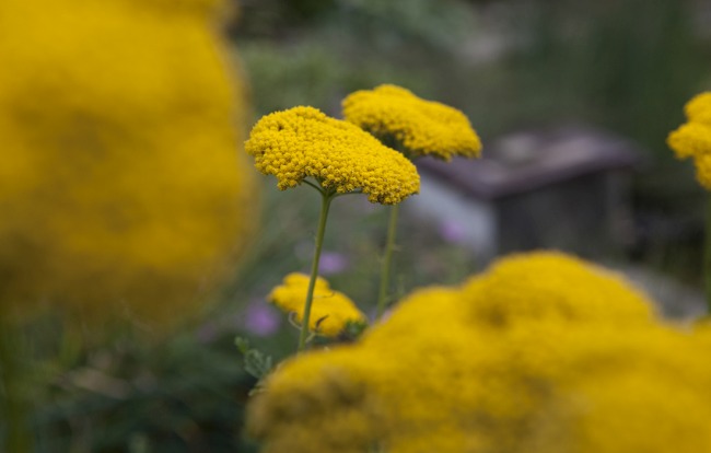 Jimmy Rädler honigverkauf und Pflanzung