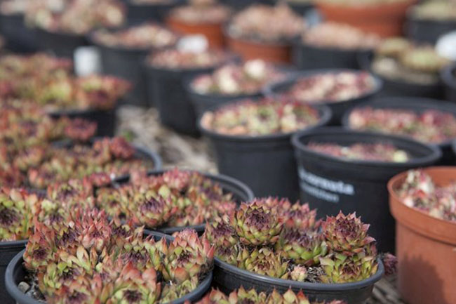 Jimmy Rädler Pflasterarbeiten