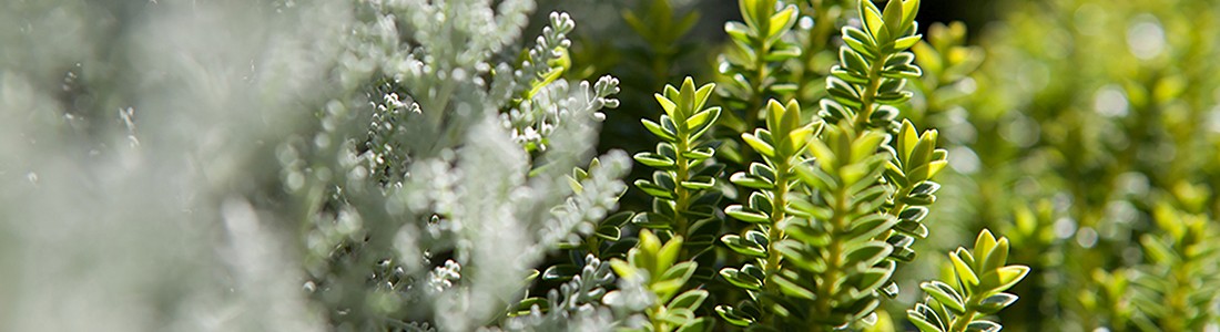 Jimmy Rädler Garten und Landschaft