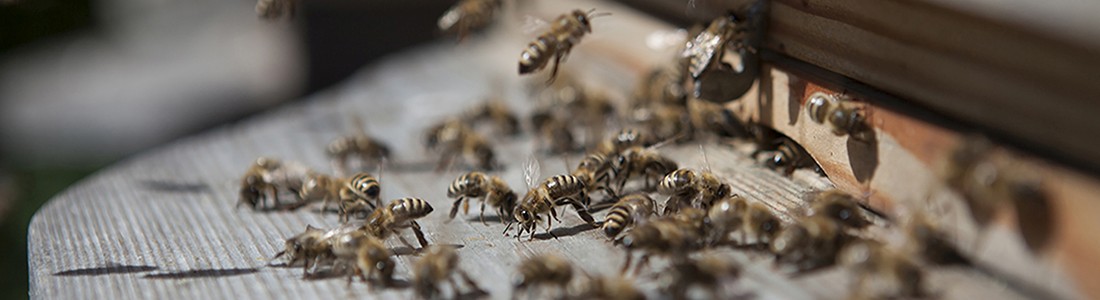 Jimmy Rädler Garten und Landschaft