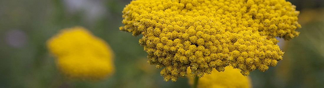 Jimmy Rädler Garten und Landschaft