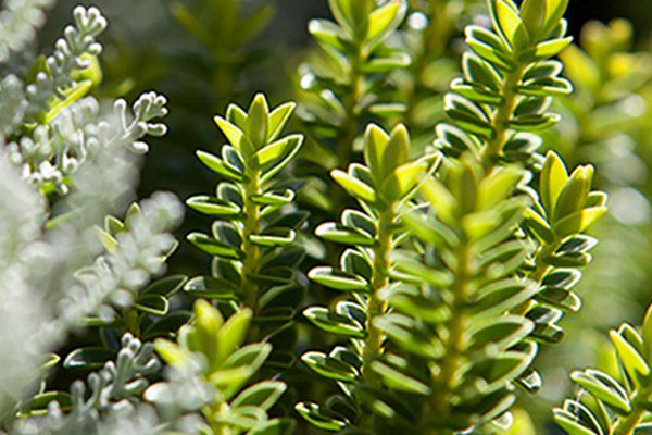 Jimmy Rädler Garten und Landschaft